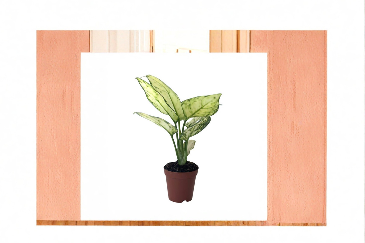 Aglaonema Super White - 2" Rooted Live Plant | Chinese Evergreen
