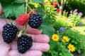 Triple Crown Blackberry Starter Plants - Set of 4 (Thornless, Ready to Plant)