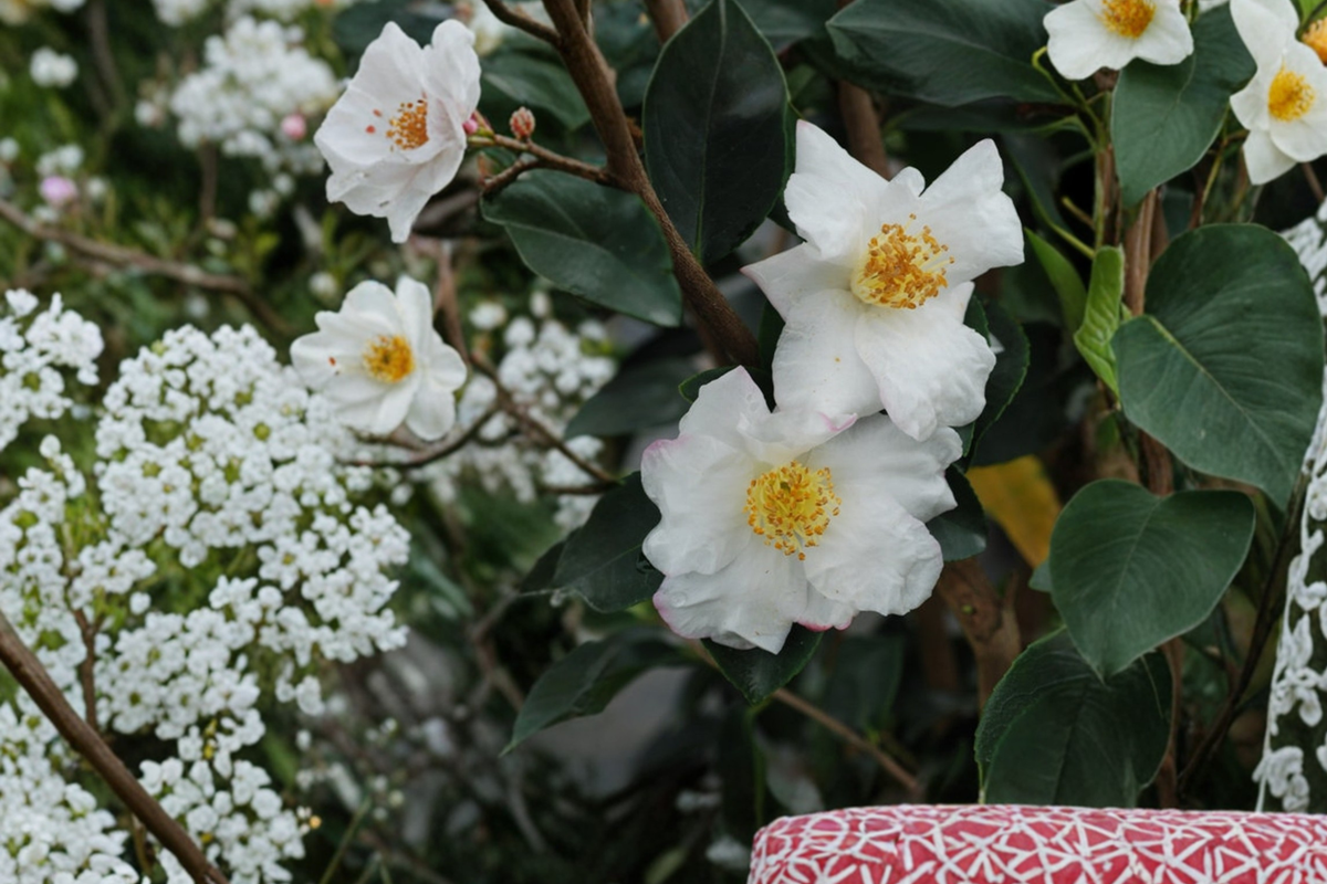 Fall Blooming Camellia ‘Yoi Machi’ 3 Gallon - Camellia sasanqua Pink Evergreen Shrub
