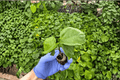 Indigo Sunset Hibiscus Starter Plants (2) | Hibiscus rosa-sinensis - Soil Pod