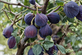 Celeste Fig Tree Live Plant 1-3 Ft | Ficus carica, Sweet Fig Variety