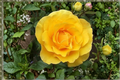 Yellow Rose Seeds - 20 Seed Pack for Outdoor Planting, Ornamental Garden