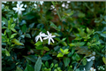 Night Blooming Jasmine (Cestrum nocturnum) Rooted Starter Plant – Raat Ki Rani