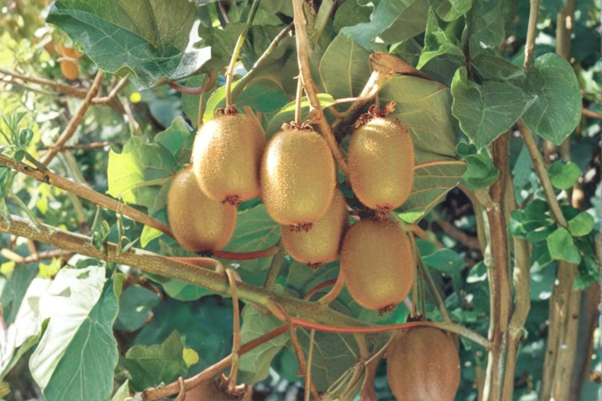 Hayward Female Fuzzy Kiwi Vine - 1 Gallon Pot, ~3ft Tall, Ready to Grow