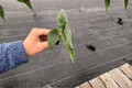 Alocasia Venusta - 2 Live Starter Plants (Bare Root)