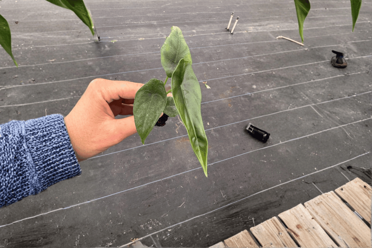 Alocasia Venusta - 2 Live Starter Plants (Bare Root)