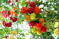 Surinam Cherry Tree Eugenia uniflora - 2 ft Live Tropical Fruit Tree