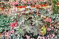 Begonia U578 Live Plant - Rare Rex Begonia in 4-Inch Pot (Rooted/Live Plant)