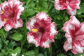 White Red Giant Hibiscus Seeds - 3 Pack, Indoor/Outdoor Tropical Flower Seeds