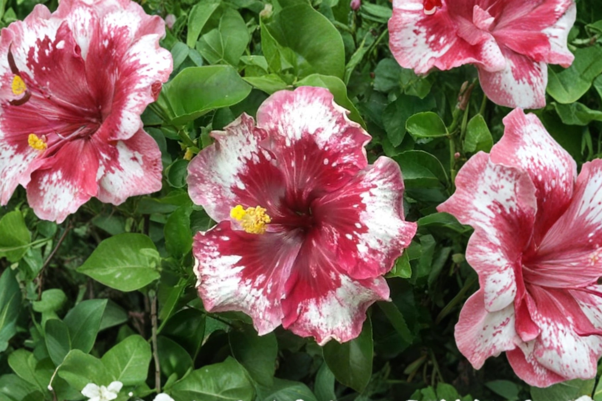 White Red Giant Hibiscus Seeds - 3 Pack, Indoor/Outdoor Tropical Flower Seeds