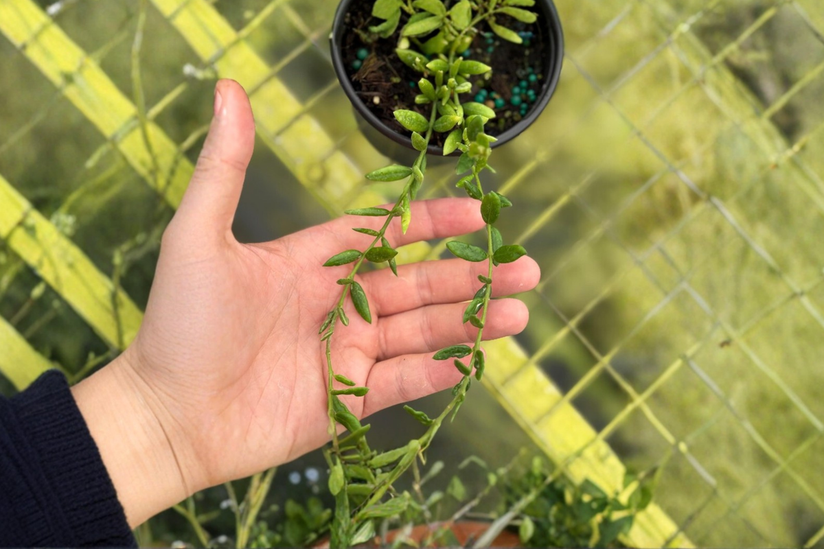 Hoya Engleriana Live Plant - Fully Rooted 2-Inch Starter, Trailing Tropical Houseplant