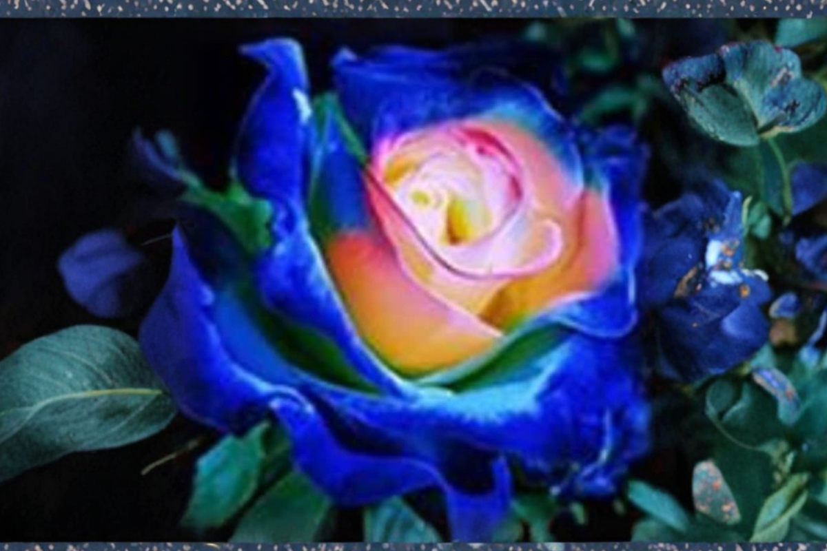 Blue and Yellow English Rose Seeds – 30 Seeds, Two-Tone Ornamentals for Outdoor Planting