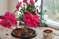 Fall Blooming Camellia ‘William Lanier Hunt’ (Camellia sasanqua) 3 Gallon - Pink Evergreen Shrub