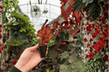 Harmony’s Ghost Whisperer Begonia - 2 Live Starter Plants in Soil Pods