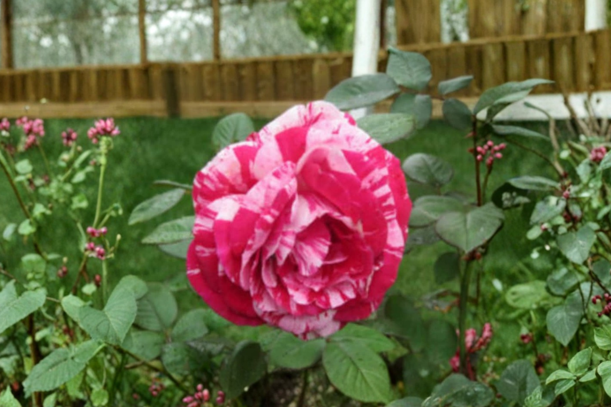 Pink Dragon Rose Seeds - 30 Seeds, Fragrant Ornamental Rose for Planting