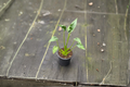 Alocasia Tiny Dancer - 4 Inch Rooted Live Plant