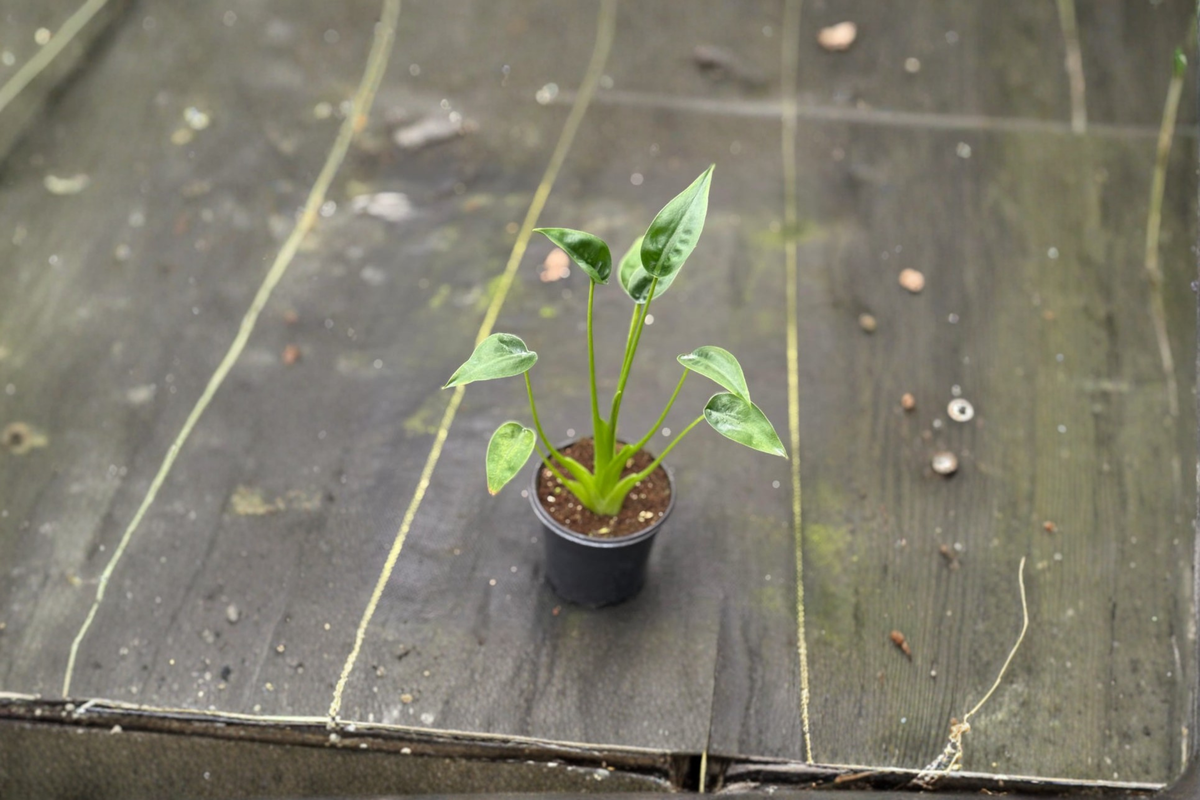 Alocasia Tiny Dancer - 4 Inch Rooted Live Plant