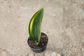 Variegated Whale Fin Snake Plant (Dracaena masoniana) - 4-Inch Pot, Rooted Cutting