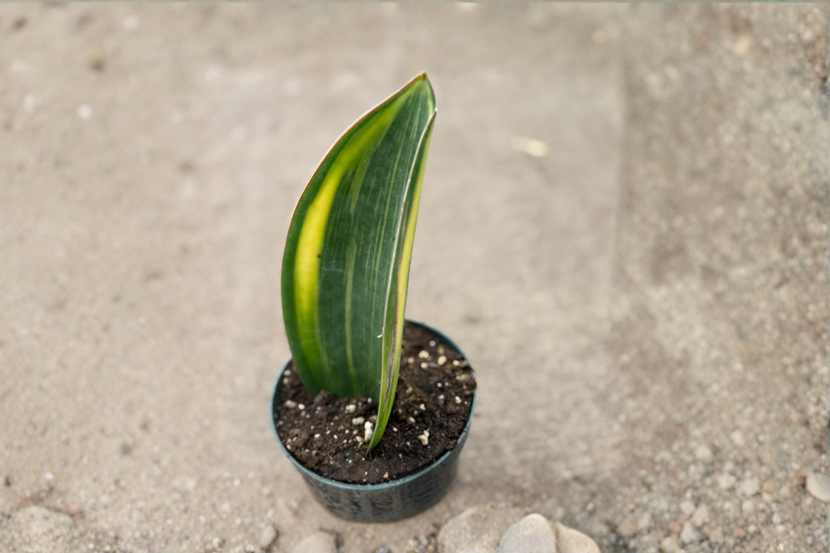 Variegated Whale Fin Snake Plant (Dracaena masoniana) - 4-Inch Pot, Rooted Cutting