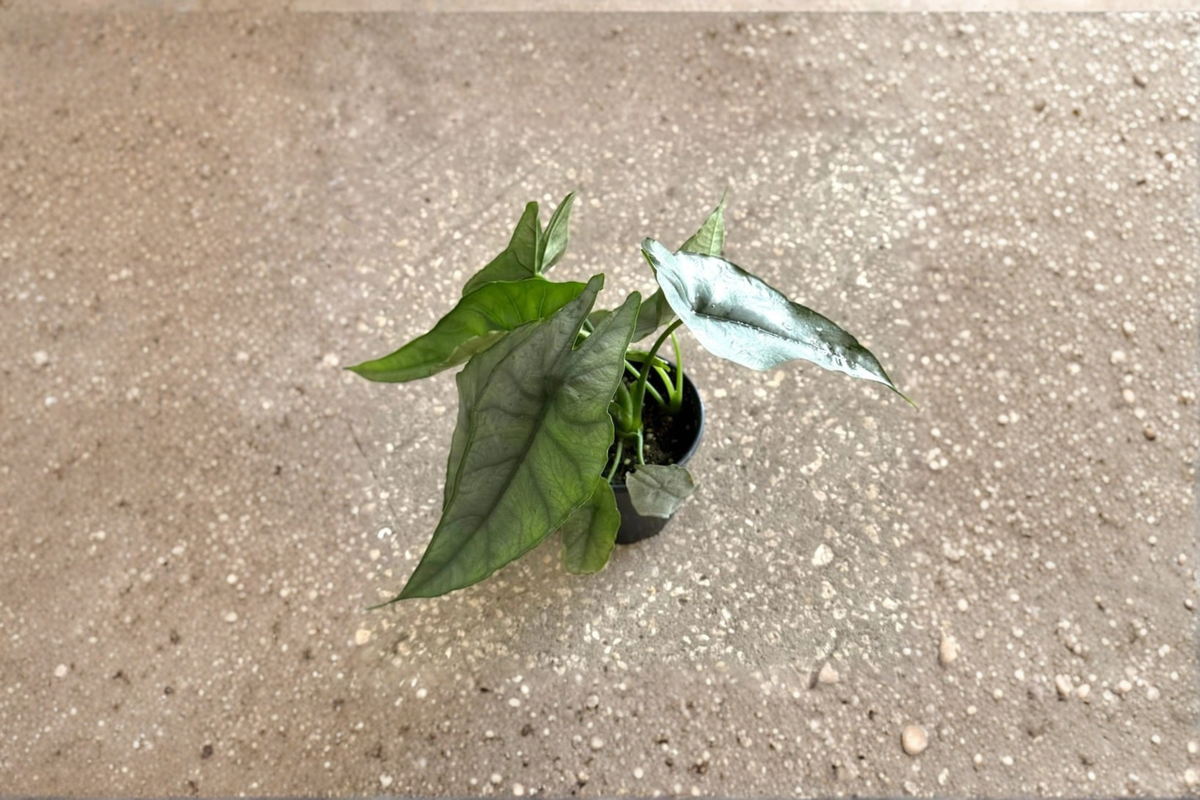 Alocasia Dragons Breathe - Rooted 4-Inch Pot Tropical Houseplant