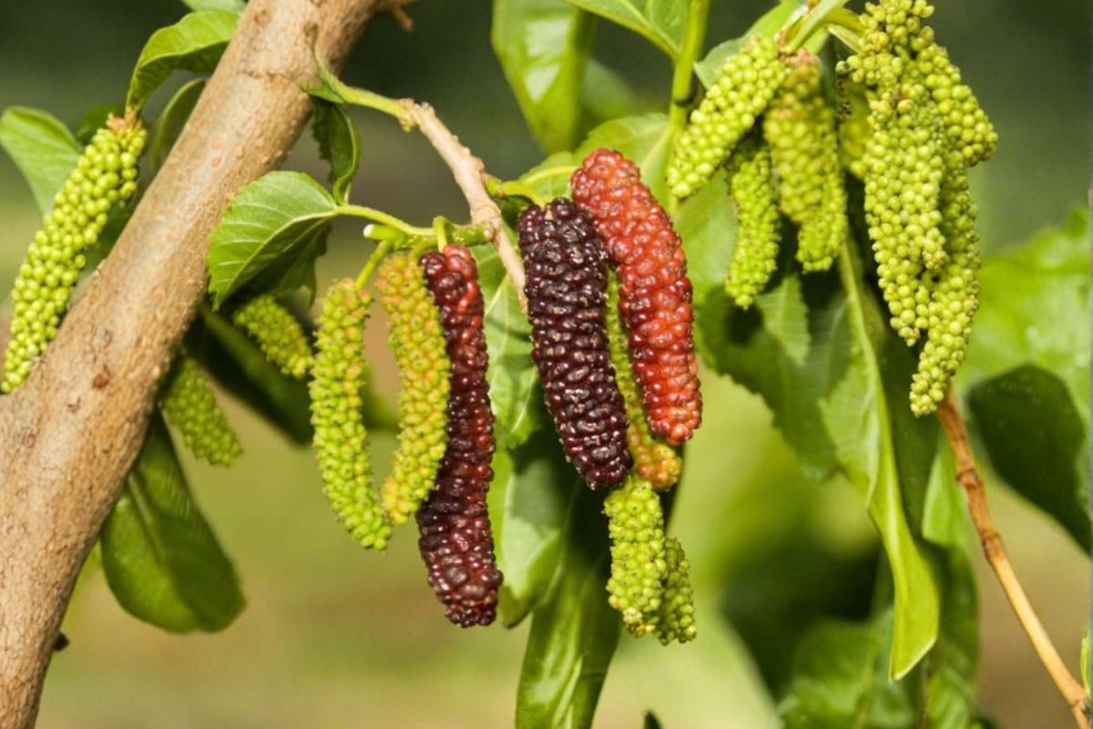 Pakistan Mulberry Tree - 1 Gallon Potted Live Plant, ~2ft Tall