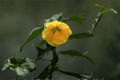 Apollo Flowering Maple Abutilon × hybridum ‘Apollo’ – 1 Gallon Live Plant