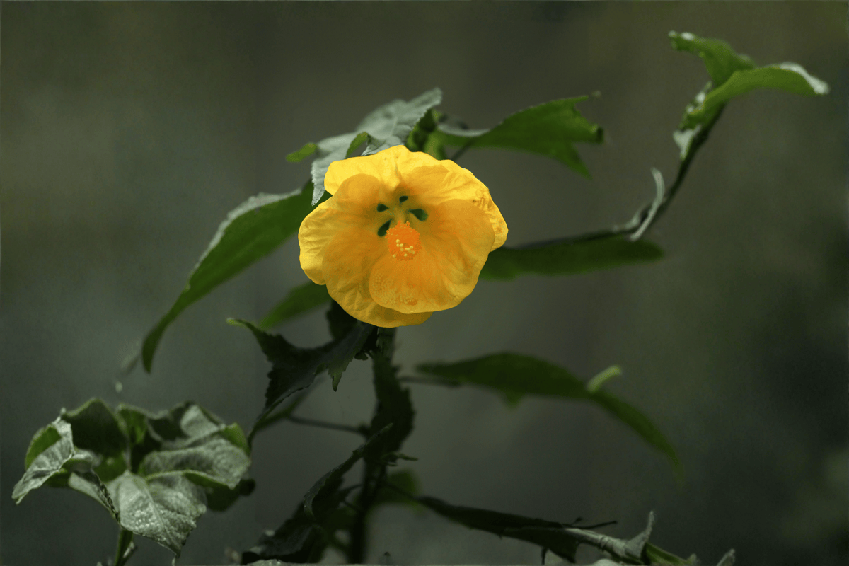 Apollo Flowering Maple Abutilon × hybridum ‘Apollo’ – 1 Gallon Live Plant