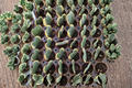 Hoya Kerrii Variegated Heart Plant - 2 Inch Starter Rooted Cutting, Variegated Heart Hoya