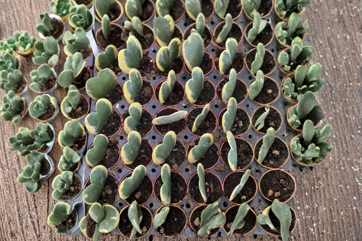 Hoya Kerrii Variegated Heart Plant - 2 Inch Starter Rooted Cutting, Variegated Heart Hoya