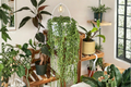 String of Pearls Live Plant - Curio rowleyanus, 4 Inch Pot, Fully Rooted Trailing Succulent