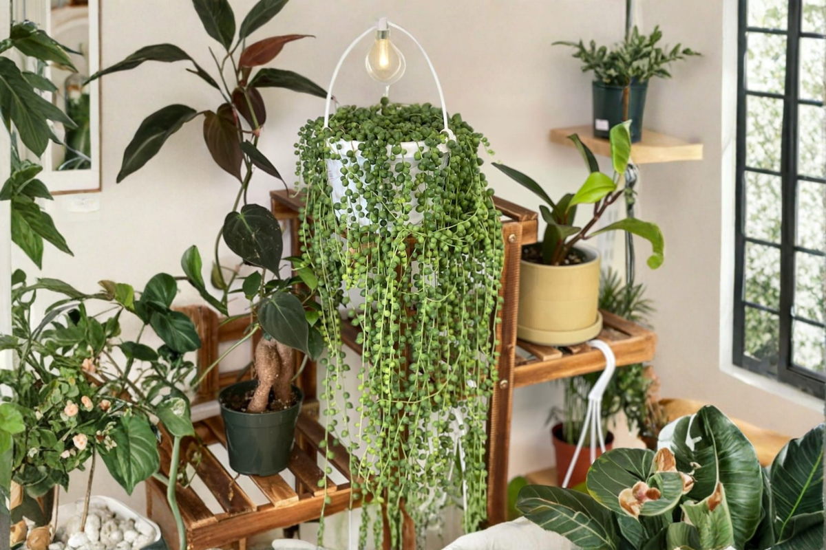 String of Pearls Live Plant - Curio rowleyanus, 4 Inch Pot, Fully Rooted Trailing Succulent
