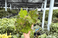 Begonia Oliver Twist - 2 Live Plants in 4-Inch Pots | Potted