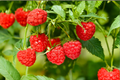 Red Raspberry Plant 1 Gal Live – Rubus idaeus Fruit Bush