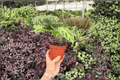 Anthurium Silver x Ferrari 2 live plants in 4-inch pots | Exact pictured specimens