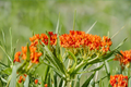 Asclepias tuberosa Butterfly Weed - 3 Rooted Starter Plants in 1 Qt Pots