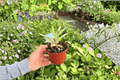 Variegated Crown of Thorns (Euphorbia milii) - 2 Live Plants, 4-Inch Pots