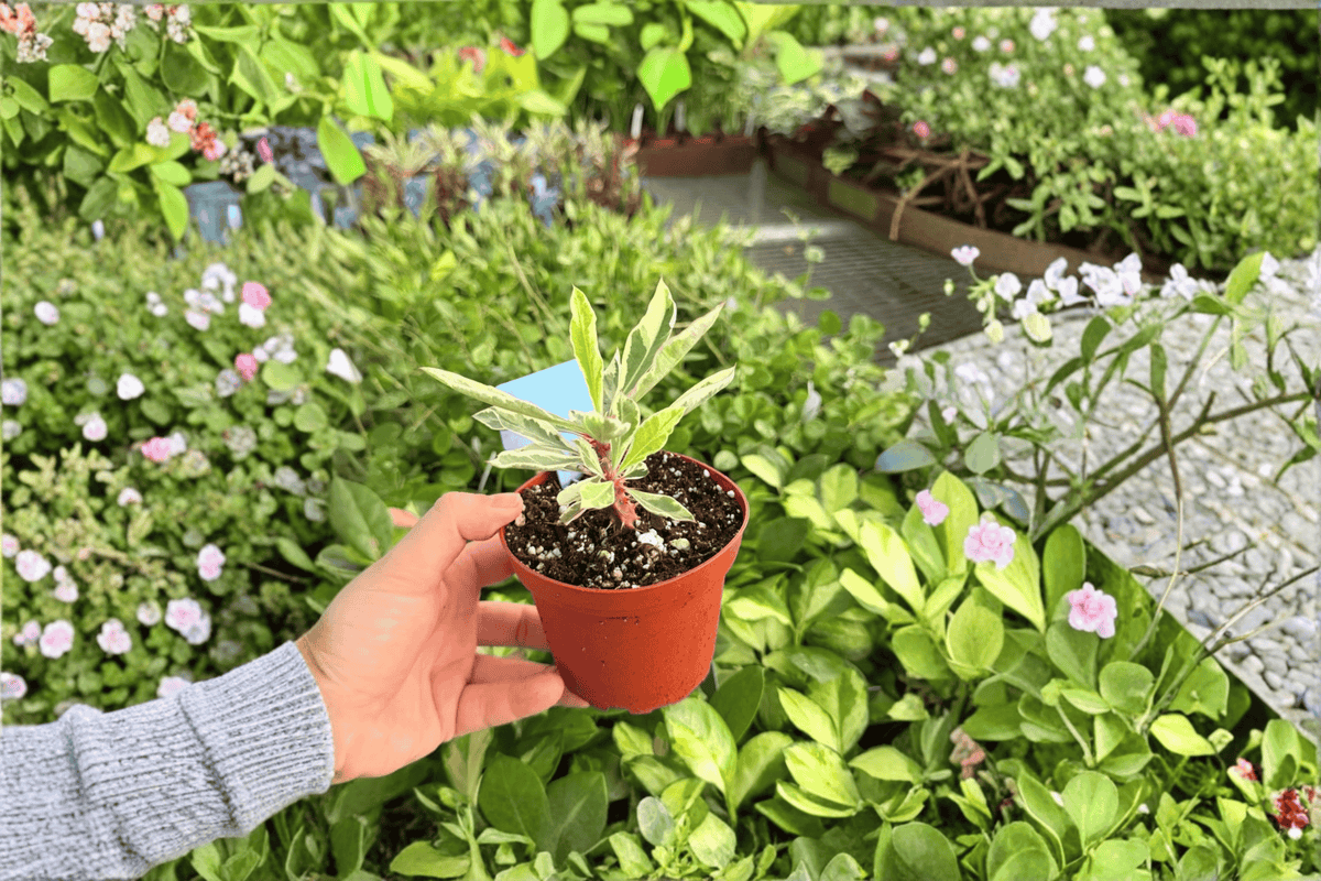 Variegated Crown of Thorns (Euphorbia milii) - 2 Live Plants, 4-Inch Pots