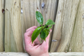Philodendron Squamiferum - 2 Live Starter Plants (Soil Pod)