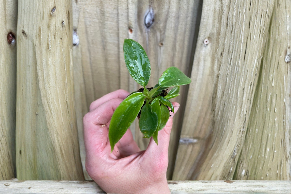 Philodendron Squamiferum - 2 Live Starter Plants (Soil Pod)
