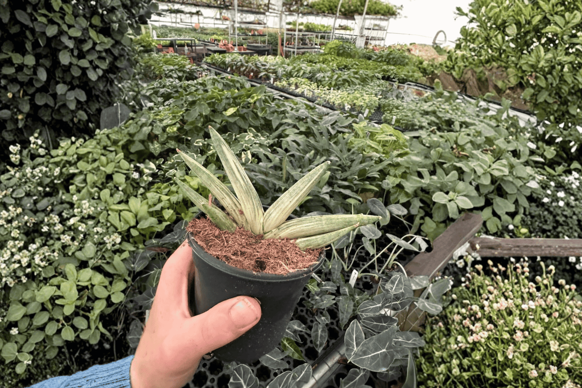 Variegated Sansevieria Boncel Starfish - 2 Live Plants in 4-Inch Pots