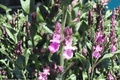 Dwarf Wall Germander Teucrium chamaedrys 'Prostratum' – 4-Inch Live Plant