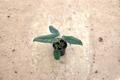 Alocasia Scalprum Live Plant — 4-Inch Potted Rooted Starter, Indoor Houseplant