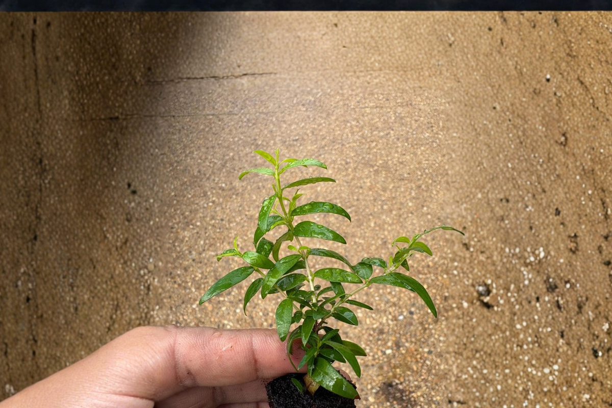 Myrtus communis Green Myrtle Live Plant - Evergreen Shrub, White Flowers