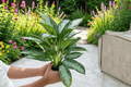 Aglaonema Silver Bay Live Plants — 2 Crested 6-Inch Pots (Aglaonema ‘Silver Bay’)