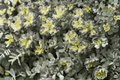 Cape Blanco Stonecrop Sedum spathulifolium ‘Cape Blanco’ – 1 Live Plant in 4-Inch Pot