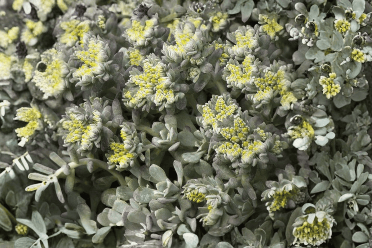 Cape Blanco Stonecrop Sedum spathulifolium ‘Cape Blanco’ – 1 Live Plant in 4-Inch Pot