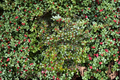 Mrs. Santa American Holly Live Plant Quart Pot Ilex opaca - Evergreen Shrub with Red Berries