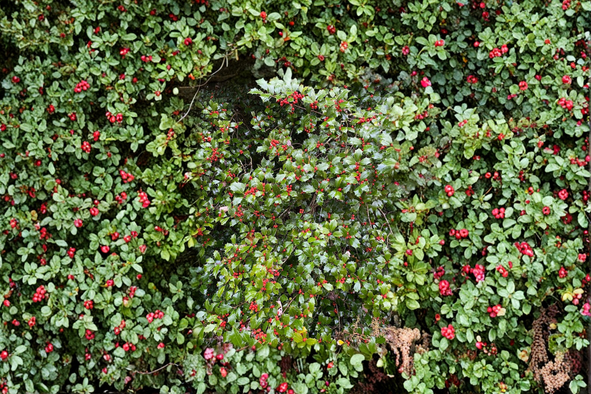 Mrs. Santa American Holly Live Plant Quart Pot Ilex opaca - Evergreen Shrub with Red Berries