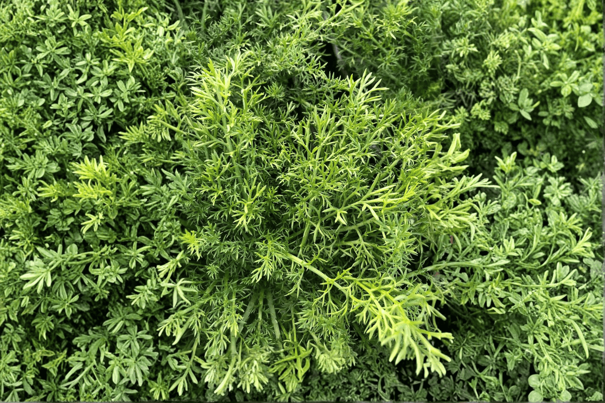 Treneague Non-Flowering Chamomile (Chamaemelum nobile 'Treneague') - 1 Live Plant in 4-Inch Pot