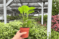 Peperomia Lemon Lime - 2 Live Plants in 4-Inch Pots | Peperomia Cultivar